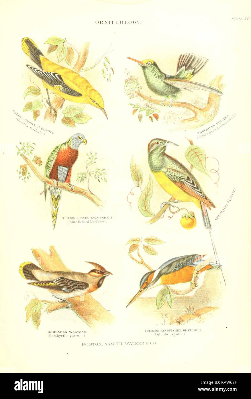 Die lebende Welt (Platte XVII) (6069519826) Stockfoto