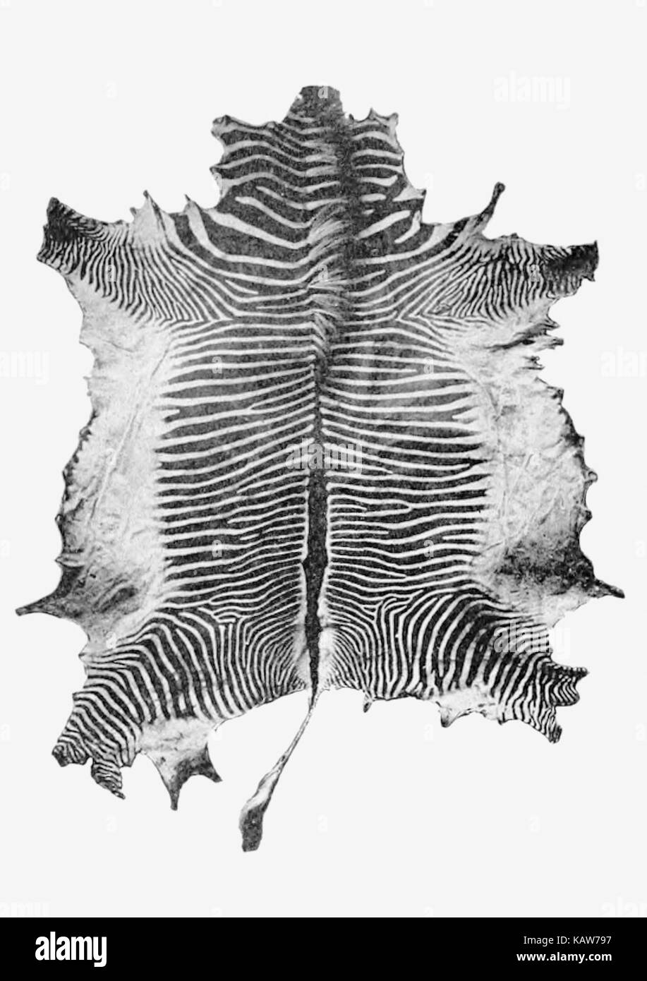 Zebrahaut mit markanten schwarz-weißen Streifen ist ein Beispiel für das einzigartige Muster des Tieres. Diese Funktion hilft bei der Tarnung und Thermoregulation in der ursprünglichen Umgebung. Stockfoto