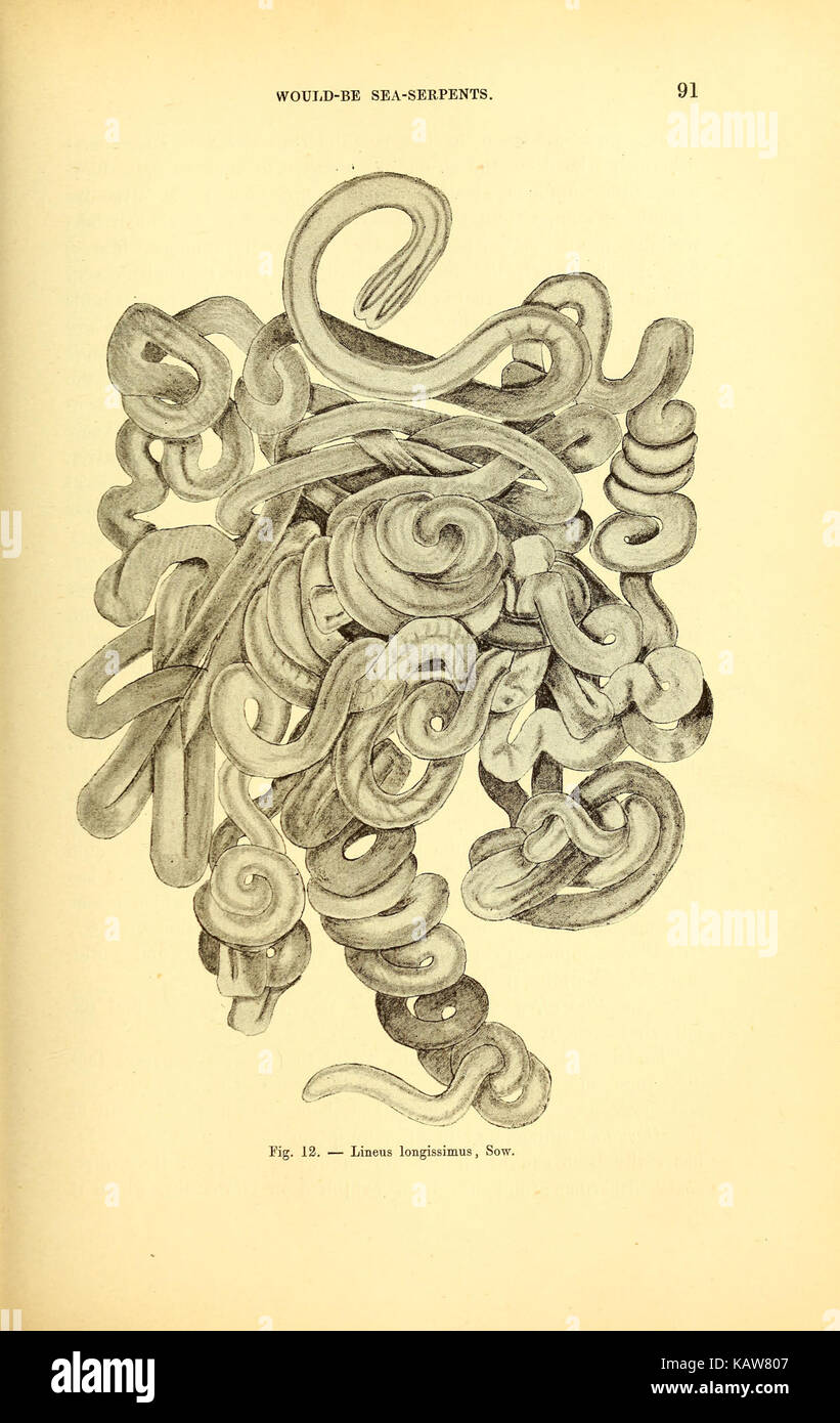 Die große Seeschlange, die auf Seite 91 einer Publikation zu sehen ist, bezieht sich oft auf ein mythisches Meereswesen, das in Folklore- und Explorationsberichten berichtet wird. Es ist ein Forschungsgegenstand für Mythologen und Historiker, die sich für maritime Legenden interessieren. Stockfoto