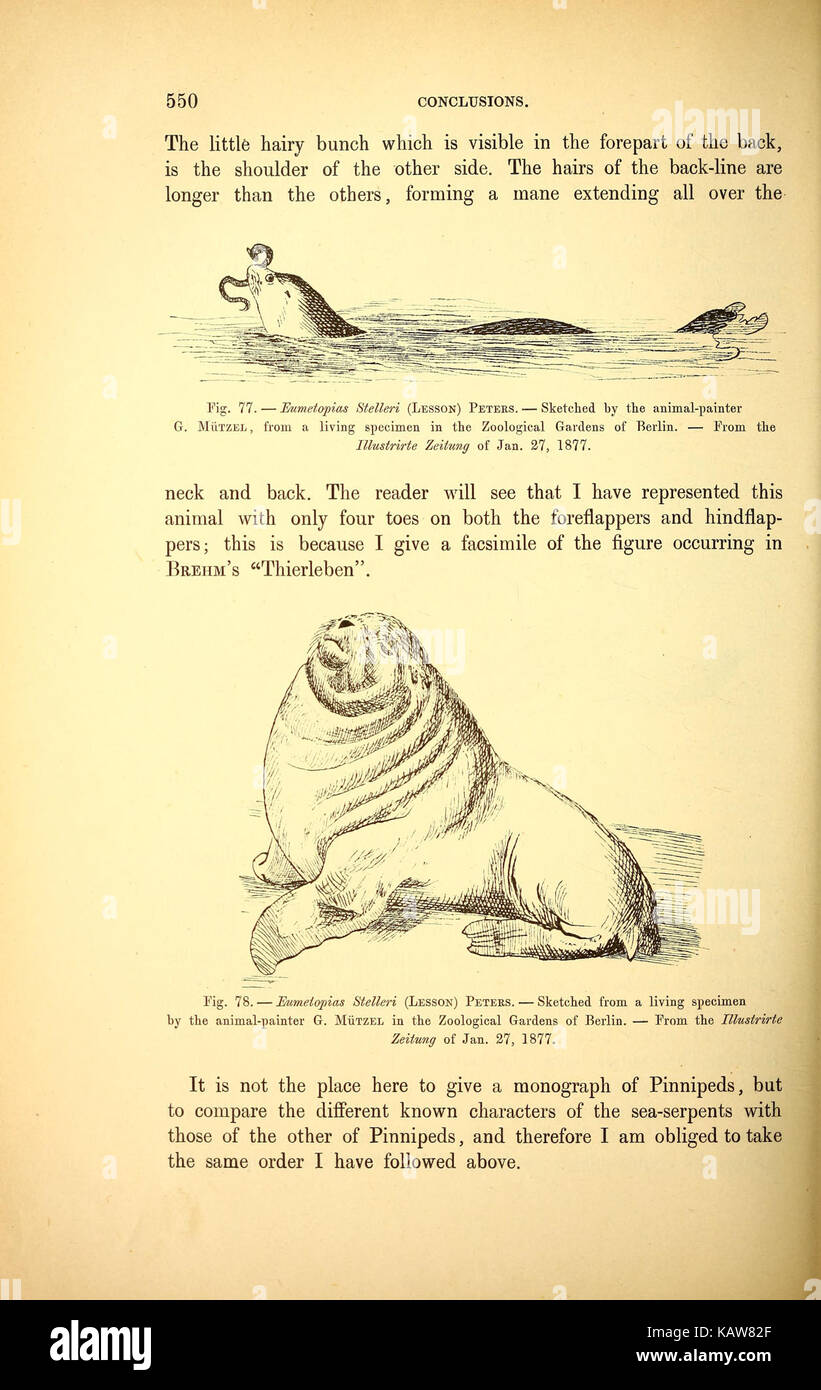 Eine Seite aus einem historischen Bericht, der die legendäre *große Seeschlange* darstellt und den Mythos und die Folklore rund um die Kreatur in der maritimen Kultur zeigt. Stockfoto