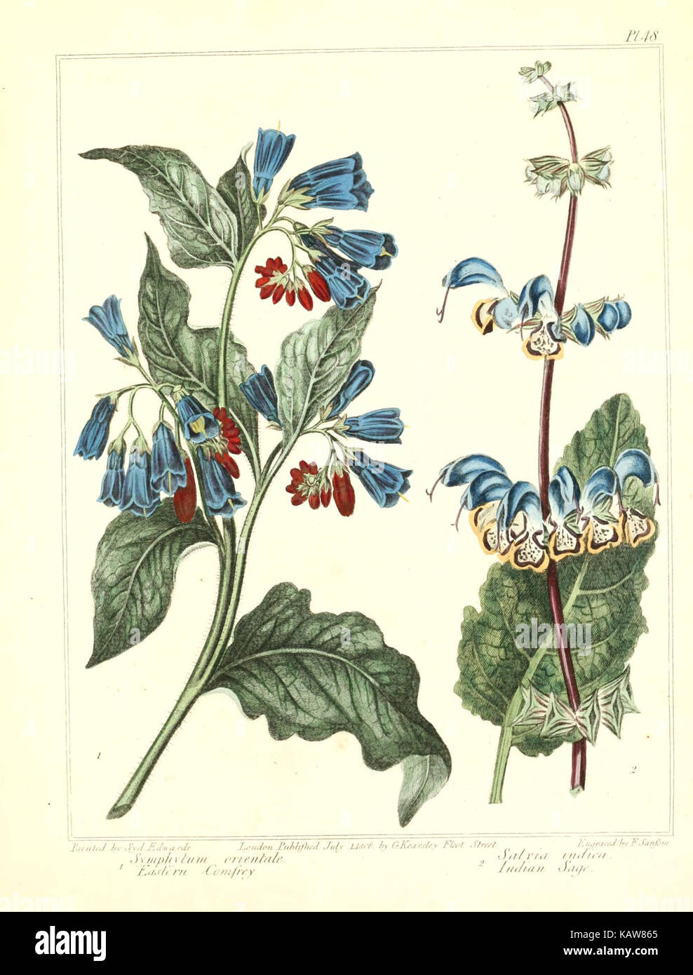 Eine botanische Illustration aus der Publikation „The New Botanic Garden“, die verschiedene Pflanzenarten und ihre detaillierten Merkmale zeigt. Diese Abbildung ist von Platte 48 der Serie. Stockfoto