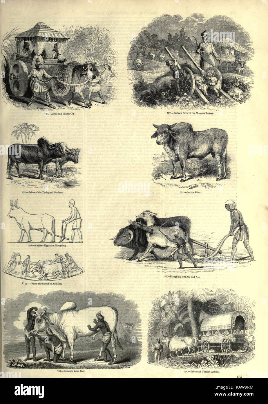 Die bildhafte Museum der belebten Natur (Seite 165) (6093024408) Stockfoto