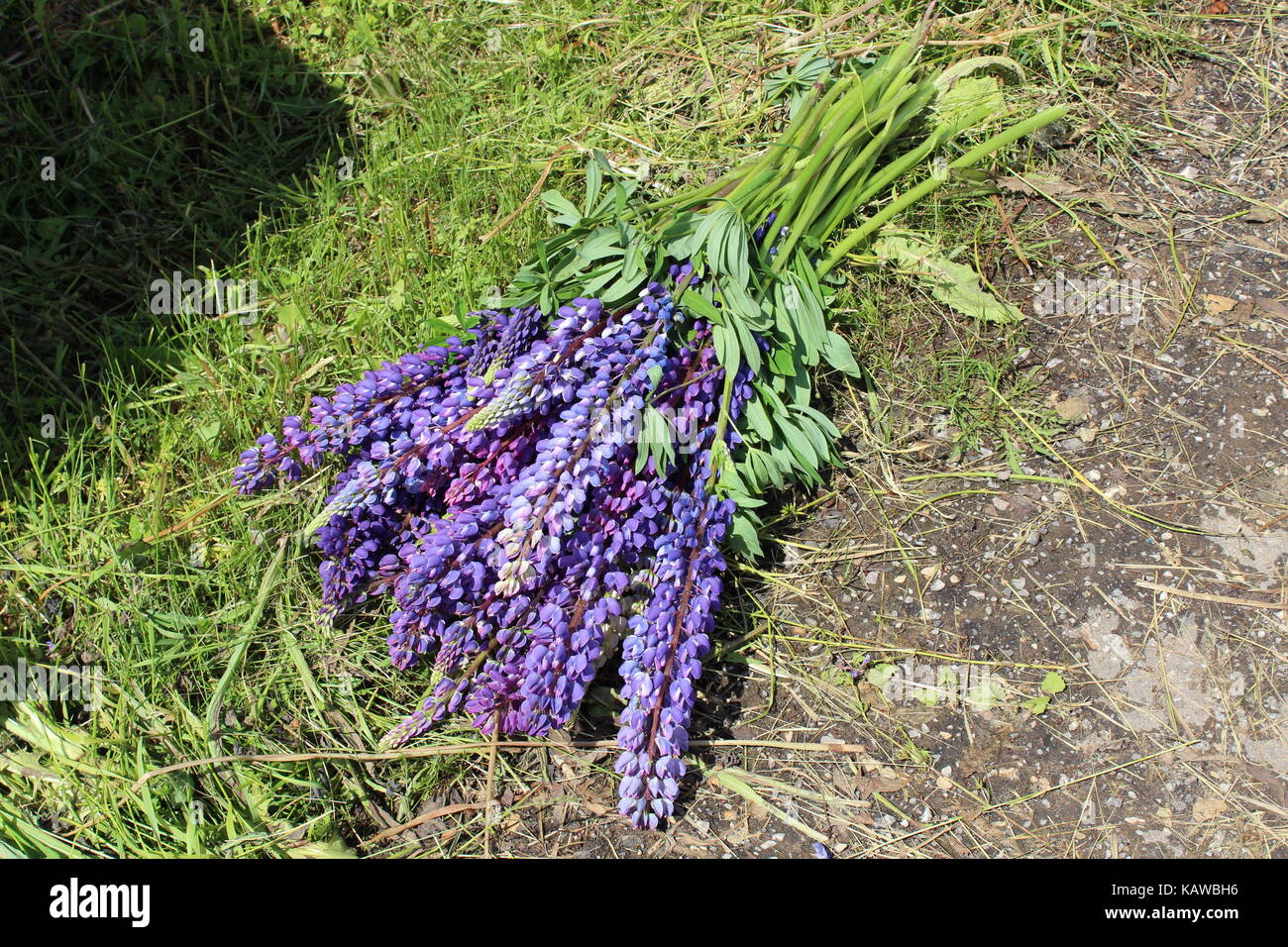 Ein Strauß lila Blüten (lupinen) auf dem Boden zwischen Asphalt und Gras. Stockfoto
