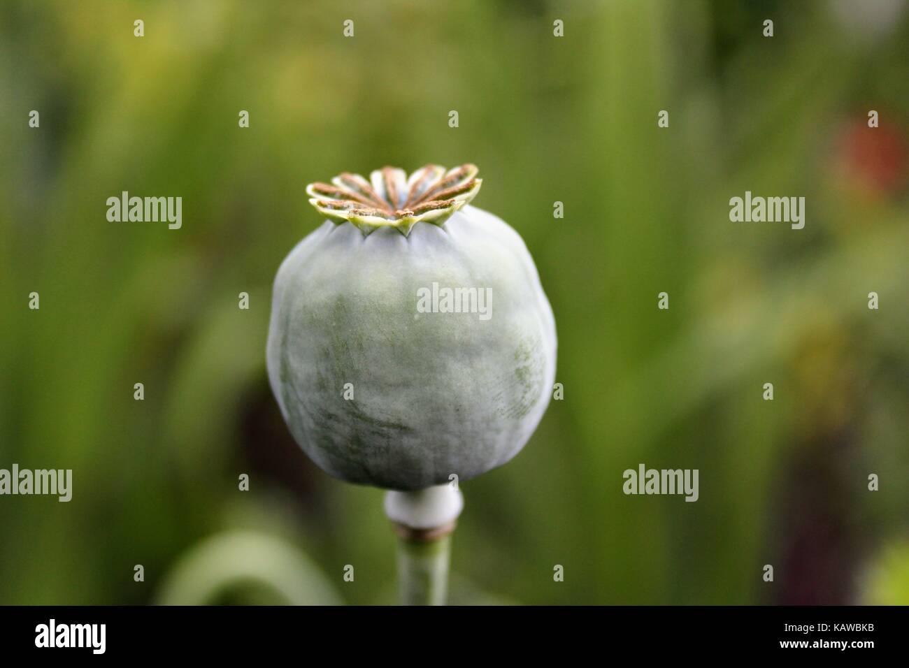 Ein grünes Feld im Garten ist eng mit Mohn verpackt. Stockfoto