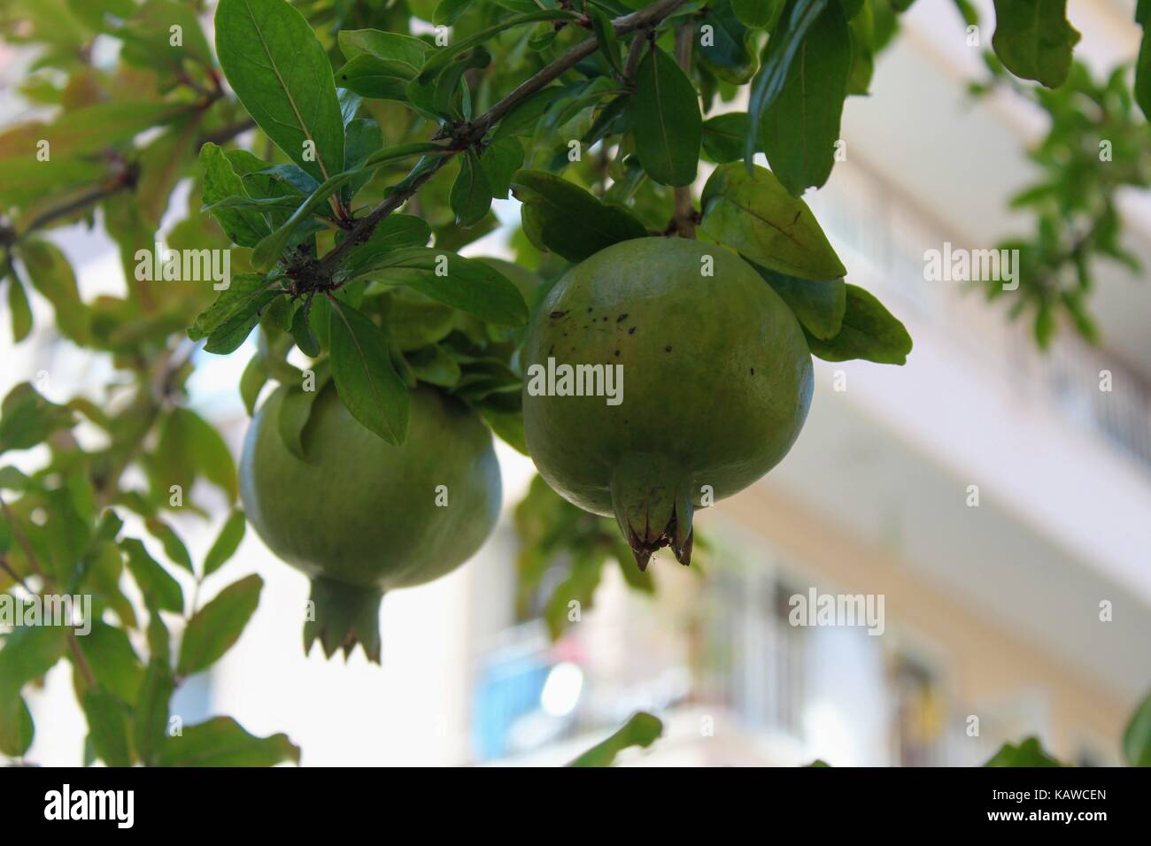 Auf Dem Zweig Sind Noch Nicht Reif Granatapfel Obst Stockfoto