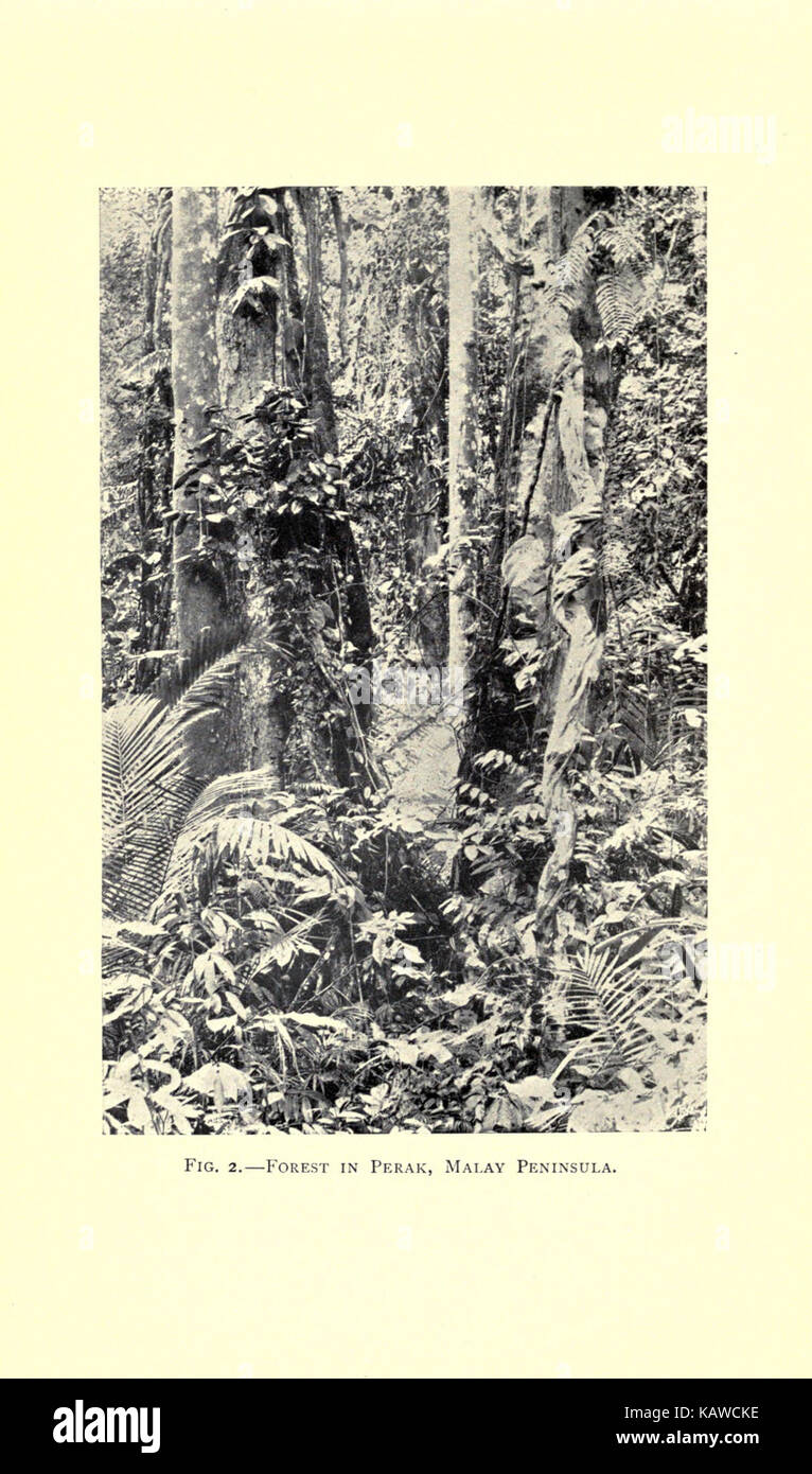 Die Welt des Lebens BHL 21737398 Stockfoto