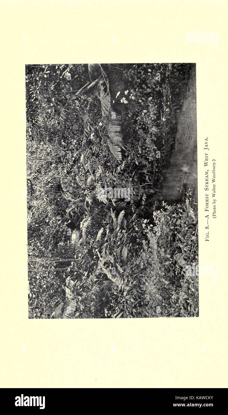 Dieser Titel bezieht sich wahrscheinlich auf eine biologische oder ökologische Studie, die sich auf die verschiedenen Aspekte des Lebens und seine verschiedenen Formen innerhalb der natürlichen Welt konzentriert. Stockfoto