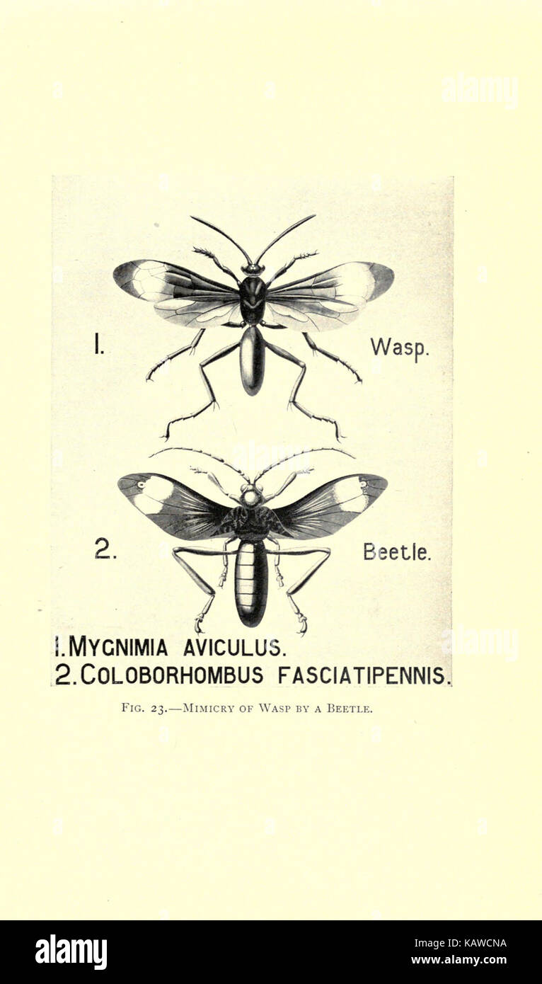 Die Welt des Lebens BHL 21737515 Stockfoto