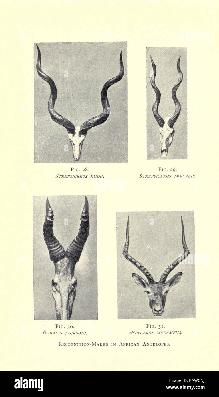 Die Welt des Lebens BHL 21737522 Stockfoto