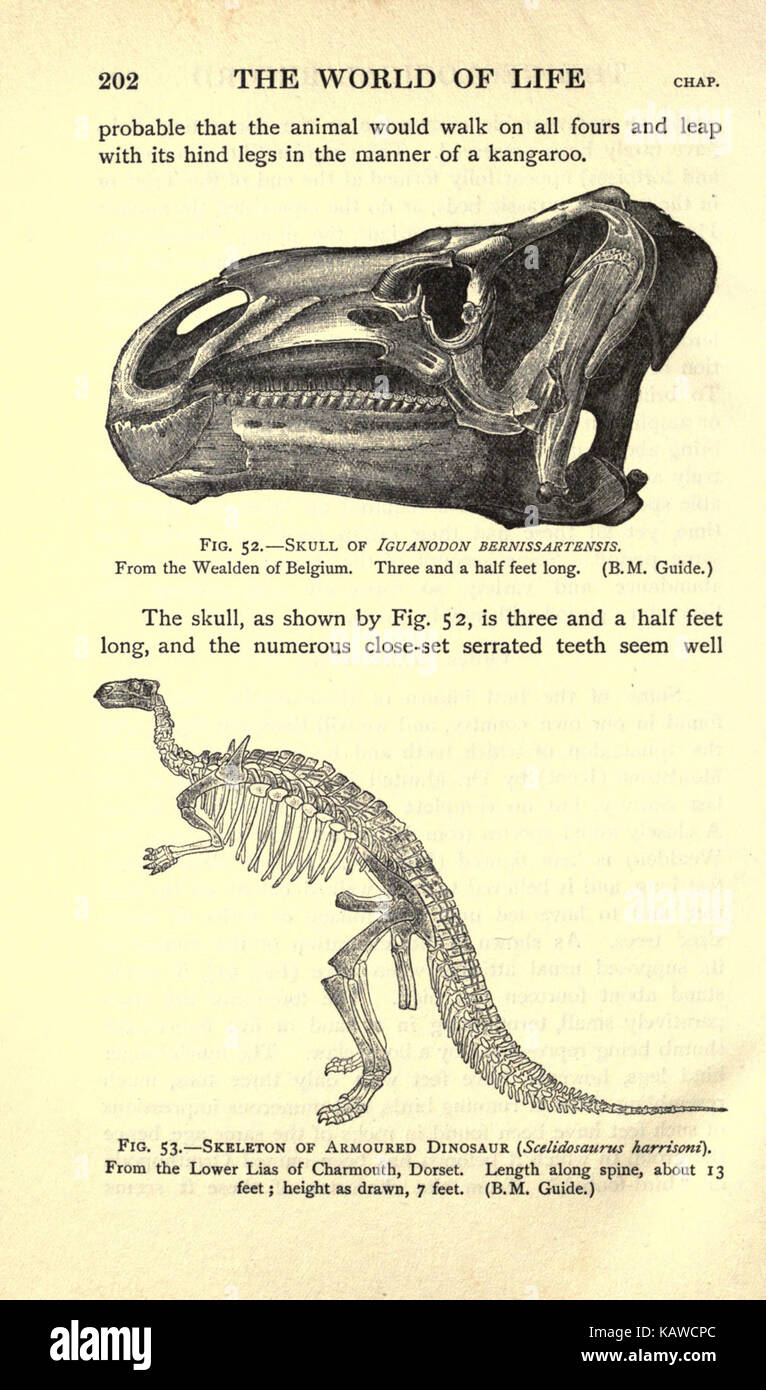 Die Welt des Lebens (Seite 202) BHL 21737572 Stockfoto