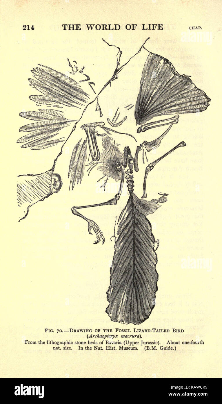 Diese Seite von „die Welt des Lebens“ erkundet die vielfältige biologische Welt, wobei der Schwerpunkt auf Naturphänomenen und den komplizierten Beziehungen zwischen lebenden Organismen liegt. Der Text trägt zum Verständnis der Biowissenschaften bei. Stockfoto