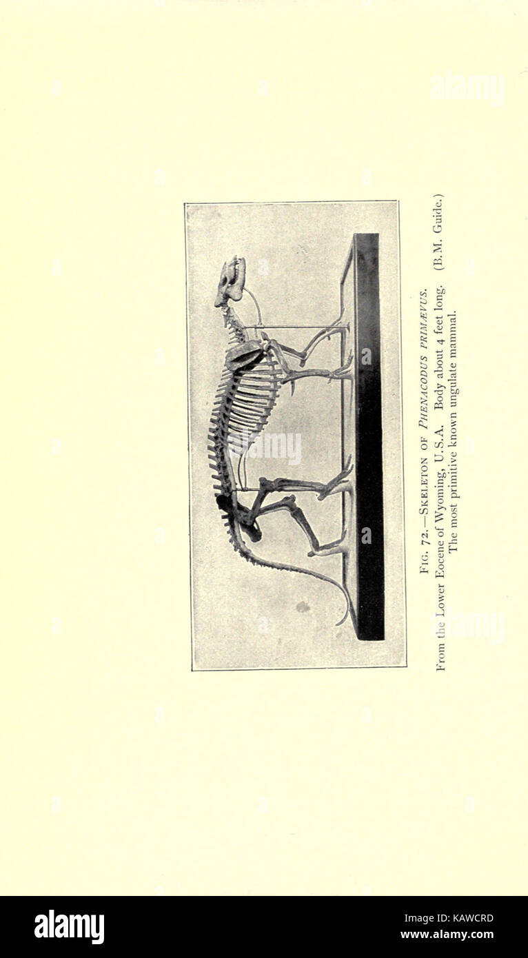 Die Welt des Lebens BHL 21737598 Stockfoto