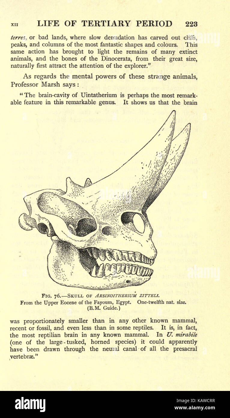 Die Welt des Lebens (Seite 223) BHL 21737603 Stockfoto