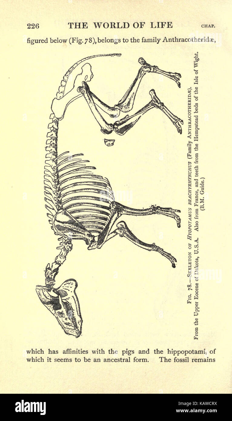 Die Welt des Lebens (Seite 226) BHL 21737606 Stockfoto