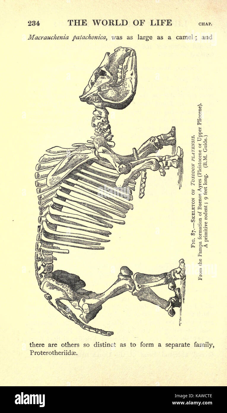 Die Welt des Lebens (Seite 234) BHL 21737618 Stockfoto