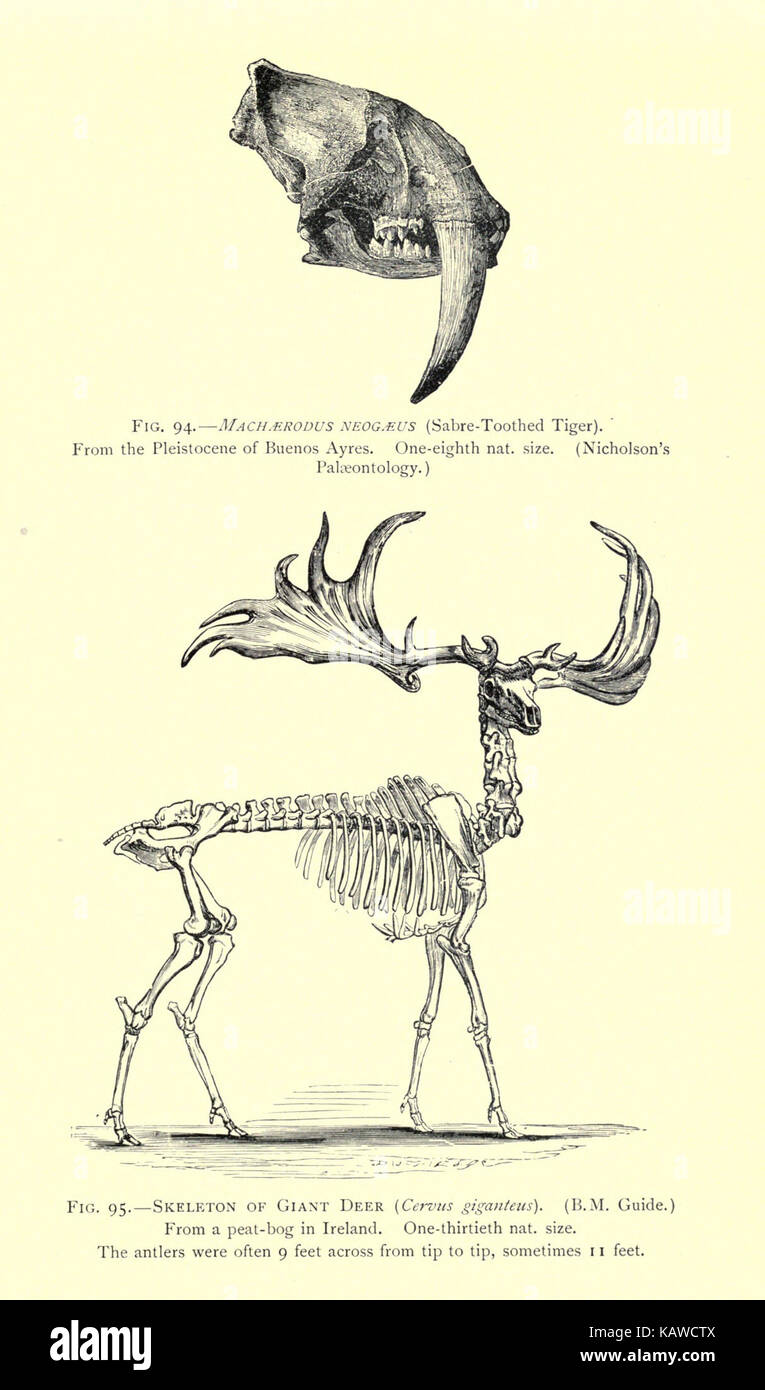 Die Welt des Lebens BHL 21737653 Stockfoto