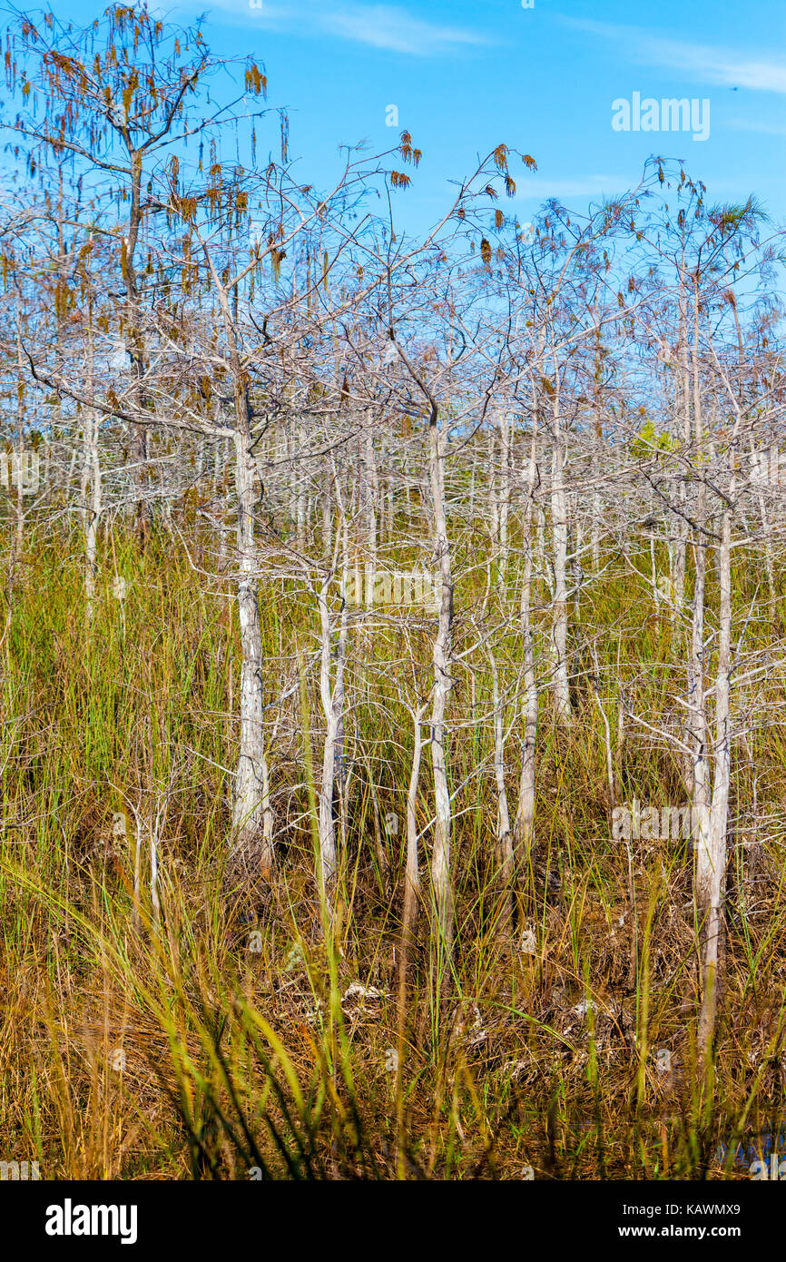 Der Everglades National Park, Florida. Kahlen Zypressen auf der Shark Valley Trail. Stockfoto