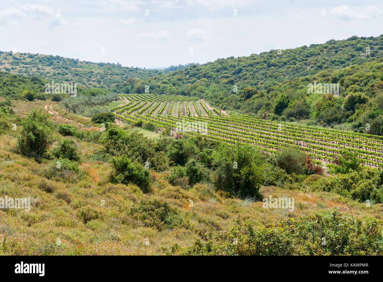 Blick auf biblische Landschaft, Judäischen Hügeln in der Nähe von Beit Shemesh. Israel Stockfoto