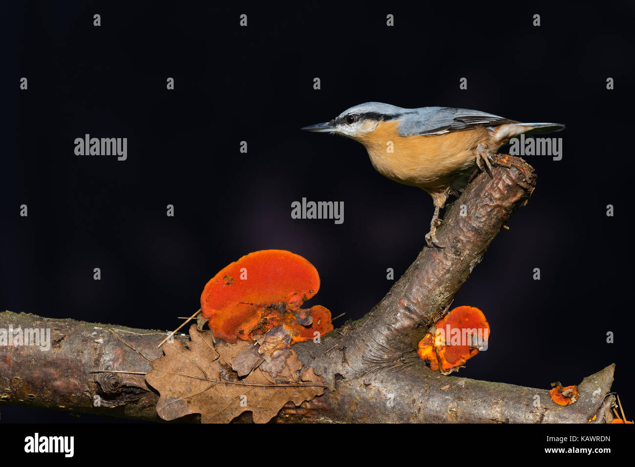 Horizontale Foto der jungen Eurasischen nutnatch Vogel. Songbird auf Zweig trockene Blätter und orange mushroom thront. Tier hat Schwarz, Blau und Orange feath Stockfoto