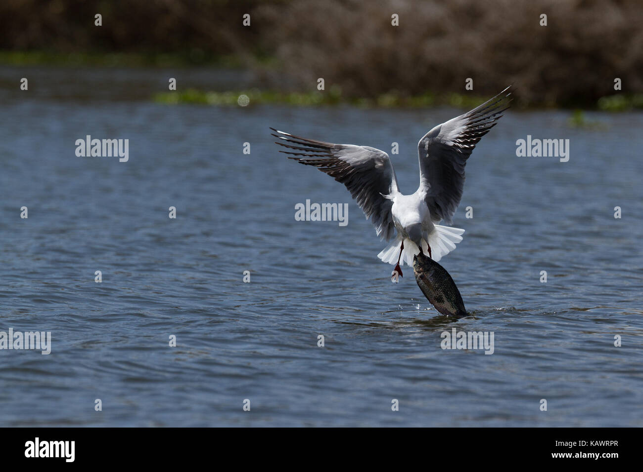 Möwe (Laridae) versucht, große Fische aus dem Wasser erfolglos am Lake Naivasha, Kenia zu ziehen Stockfoto