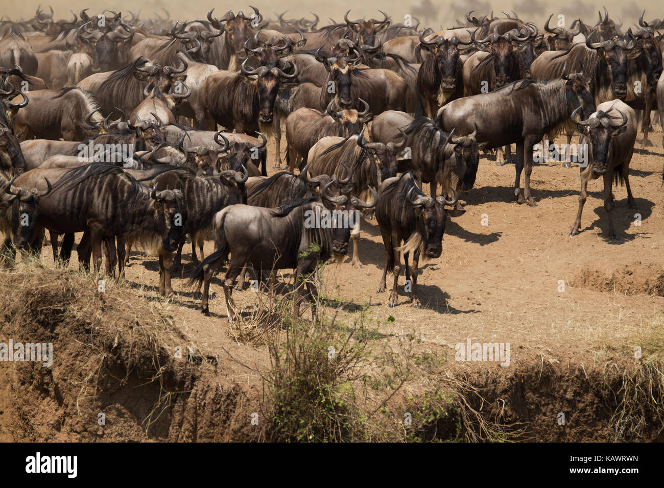 Gnus (connochaetes) wartet am Ufer während der großen Migration in der Masai Mara, Kenia zu überqueren Stockfoto