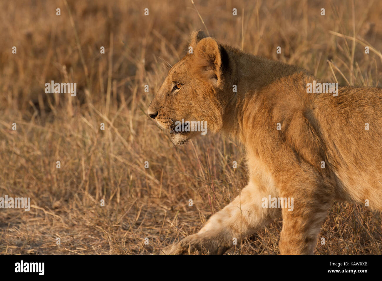 Lion Cub (Panthera leo) Wandern in der Savanne in der Masai Mara, Kenia Stockfoto