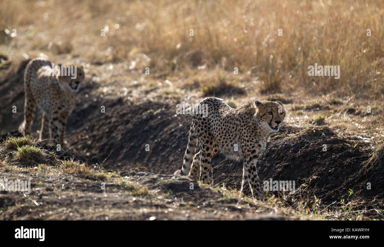 Geparden (Acinonyx jubatus) stalking Raub auf den Ebenen in der Masai Mara, Kenia Stockfoto