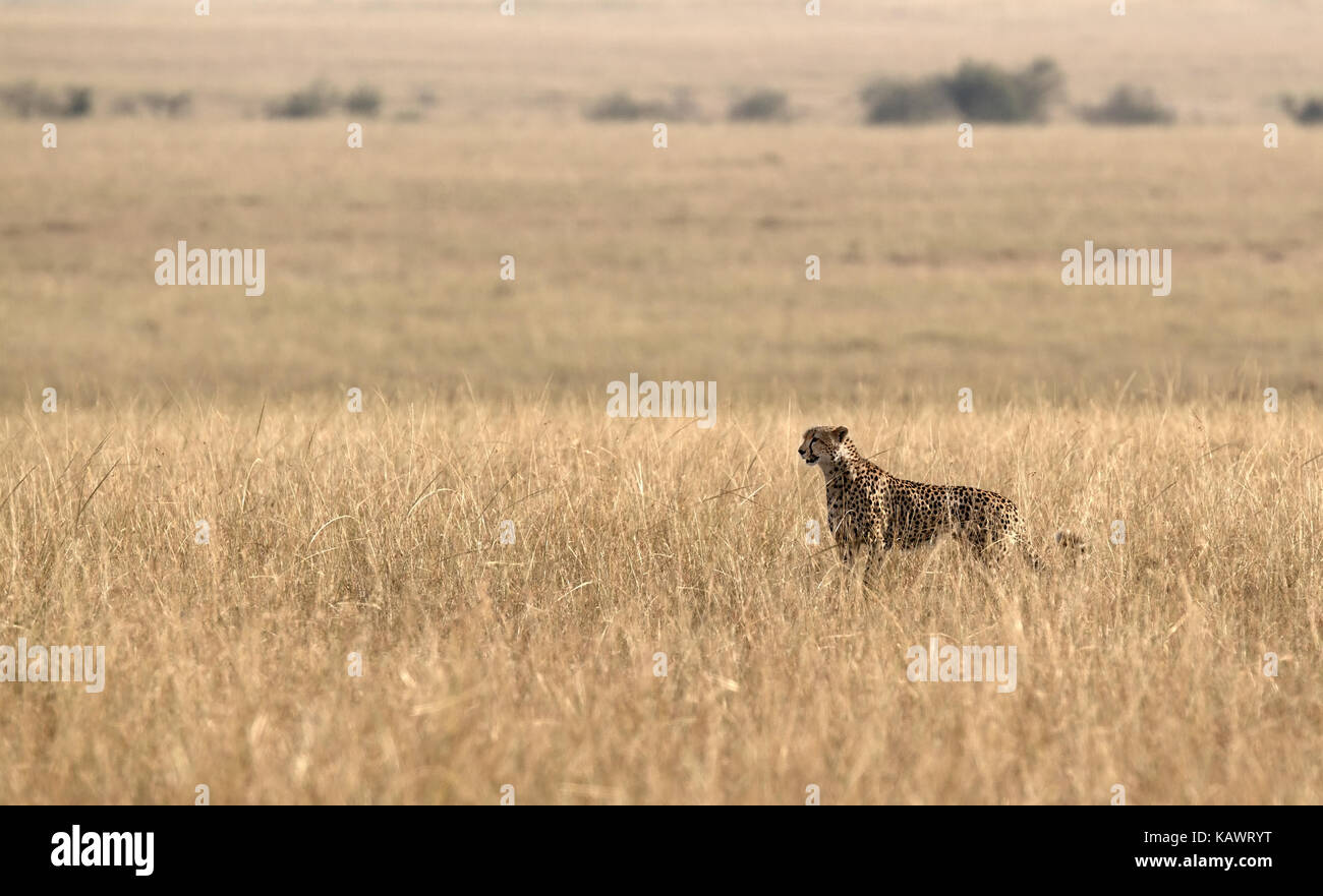 Gepard (Acinonyx jubatus) scannt den Horizont auf der Suche nach Beute auf die Savanne in der Masai Mara, Kenia Stockfoto