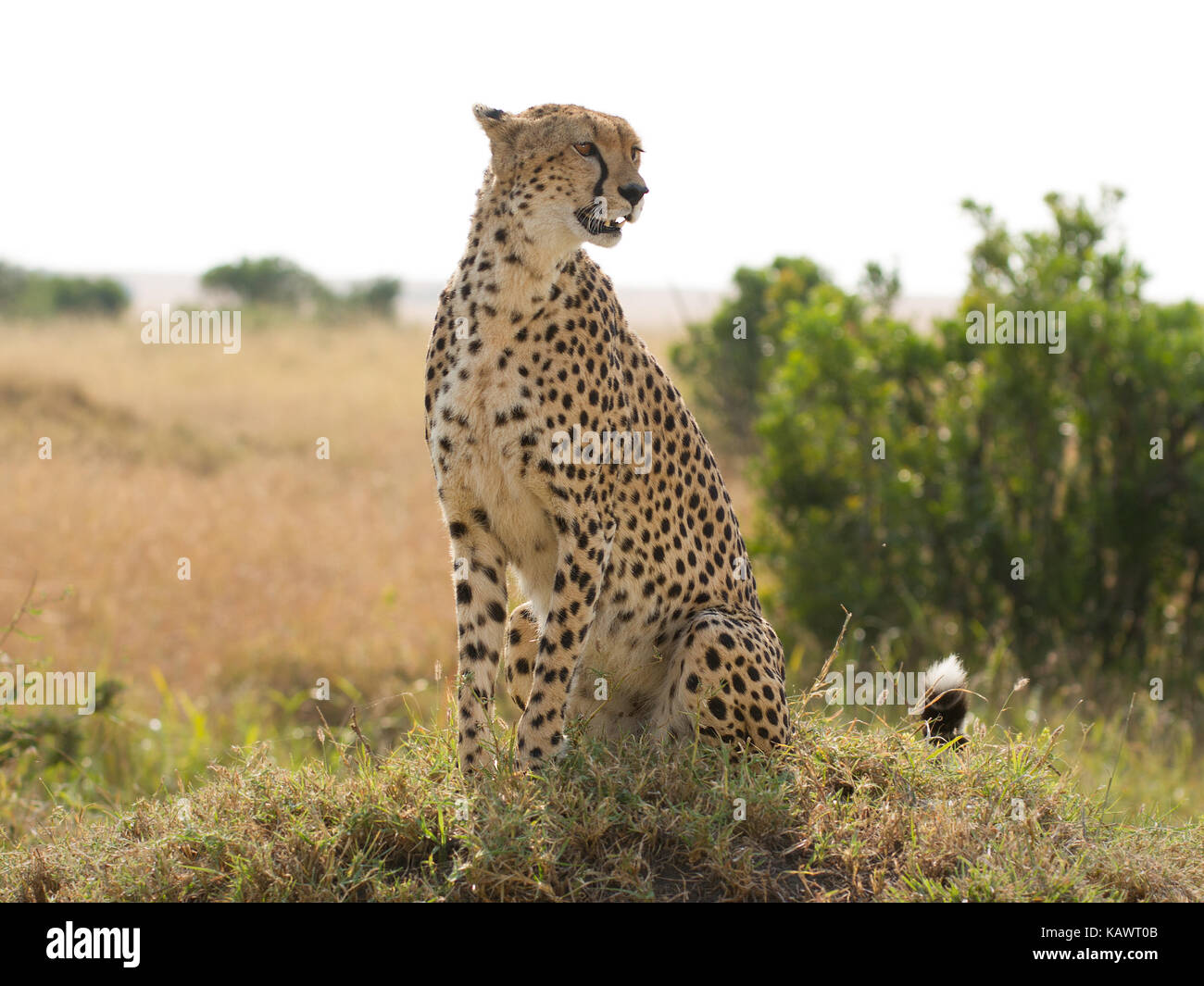 Gepard (Acinonyx Jubatus) scannt die Savanne auf einem turmite Damm in der Masai Mara, Kenia Stockfoto