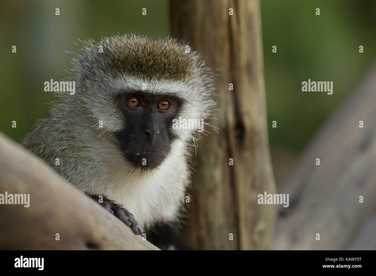 Meerkatze (Chlorocebus pygerythrus) Peering über Zweig in der Masai Mara, Kenia Stockfoto