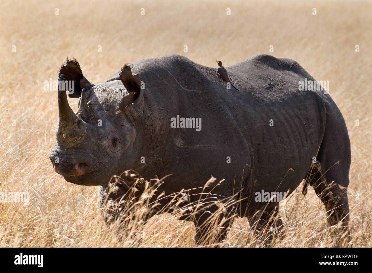 Spitzmaulnashorn (Diceros bicornis) mit Oxpecker auf der Rückseite (buphagus africana Africanus) in der Masai Mara, Kenia Stockfoto