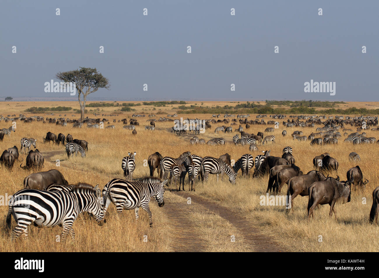 Zebras und Gnus grazin auf den Ebenen der Mara. Die Masai Mara, Kenia Stockfoto