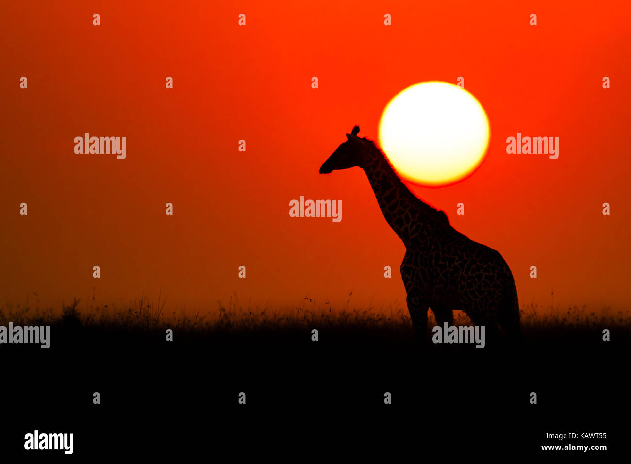 Giraffe Überquerung der afrikanischen Sonnenuntergang in Silhouette. Die Masai Mara, Kenia Stockfoto