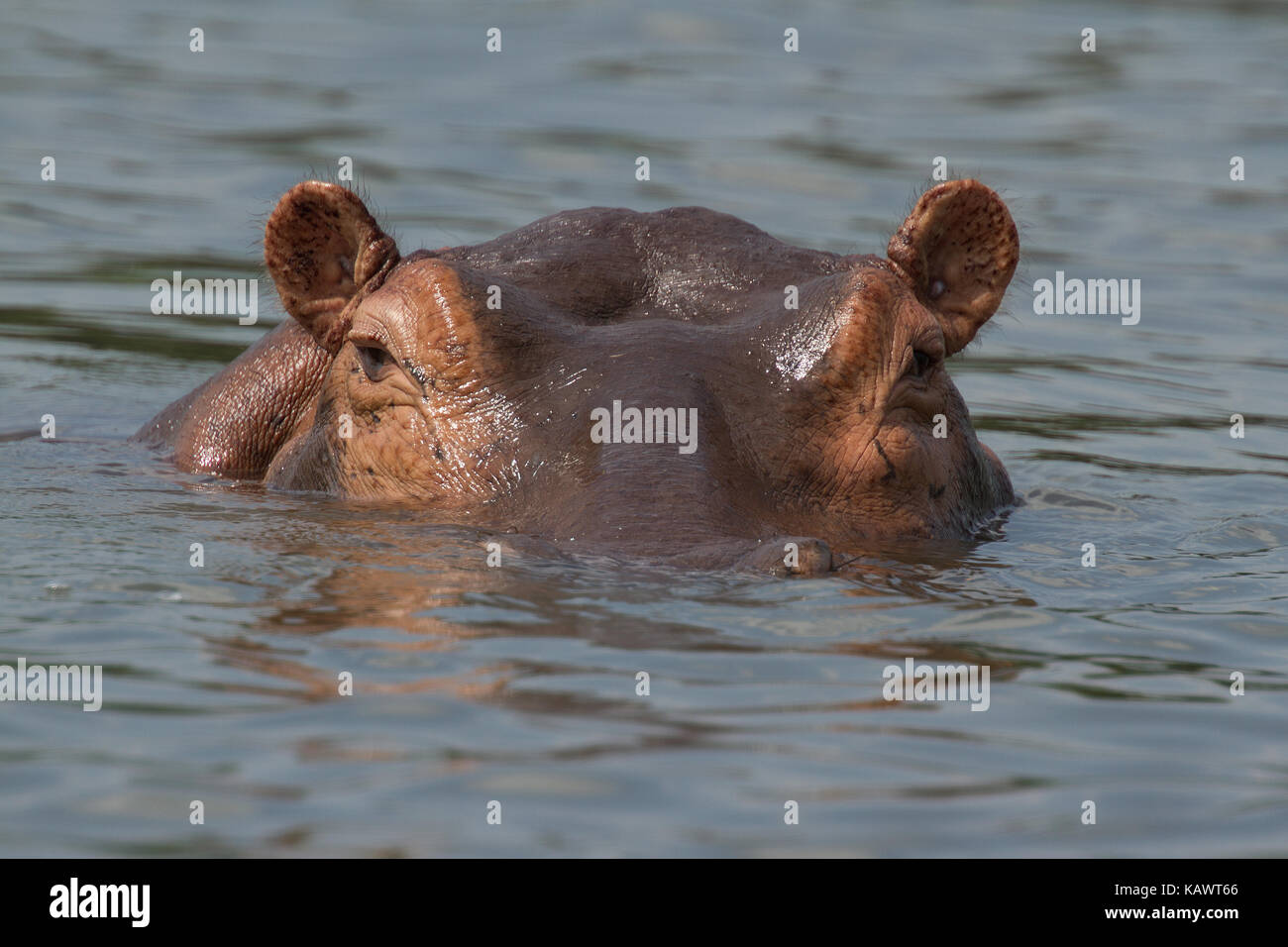 Große Hippo untergetaucht im Wasser mit Augen aus dem Wasser. Murchison Falls Nationalpark, Uganda Stockfoto