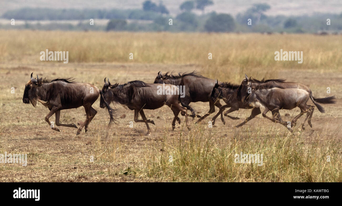 Gnus, die auf den Ebenen der Mara. Die Masai Mara, Kenia Stockfoto