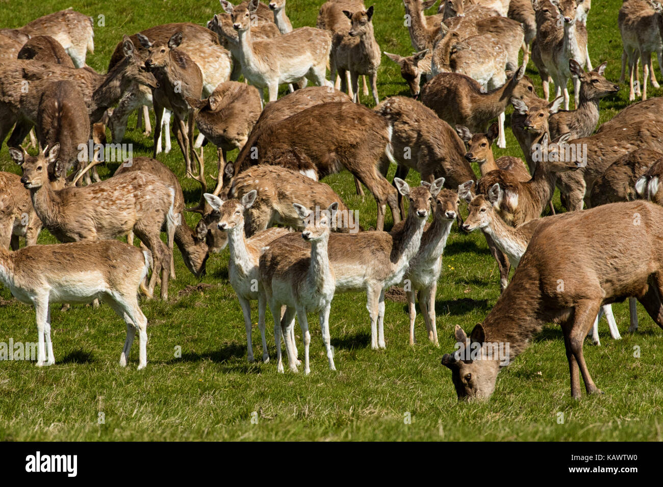 Eine große Herde Rotwild, studley royal Deer Park, ripon, West Yorkshire, England, UK. Stockfoto