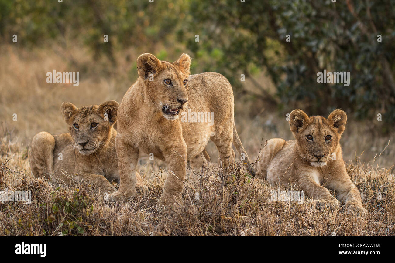 Lion Cubs erwarten Mutter in der Masai Mara, Kenia zurückzukehren Stockfoto