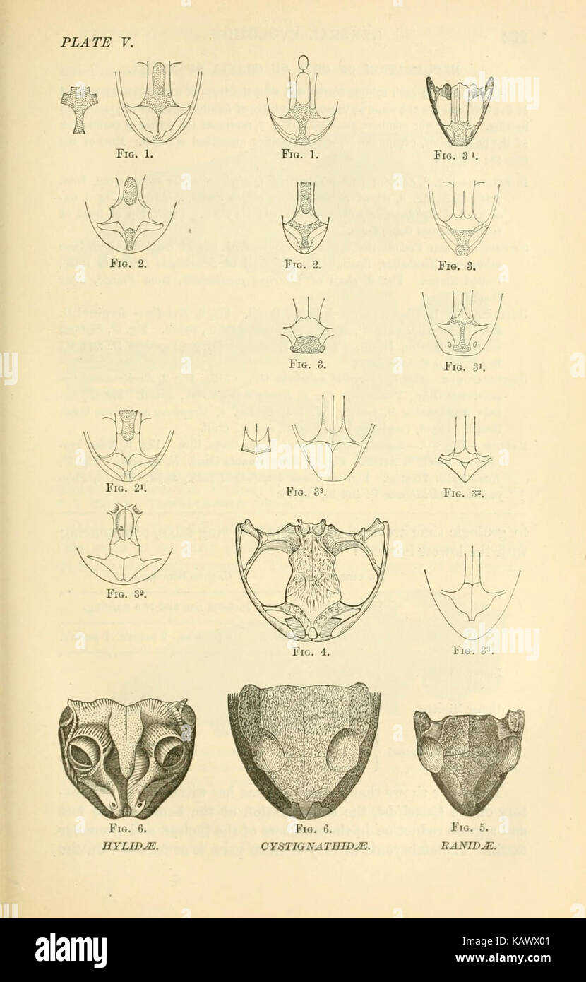 Diese Platte veranschaulicht das Konzept der natürlichen Zuchtwahl und zeigt das Überleben der Stärksten, wie Charles Darwin beschrieben hat. Es betont die Evolution der Arten durch Anpassung und den Einfluss von Umweltfaktoren auf das Überleben. Stockfoto