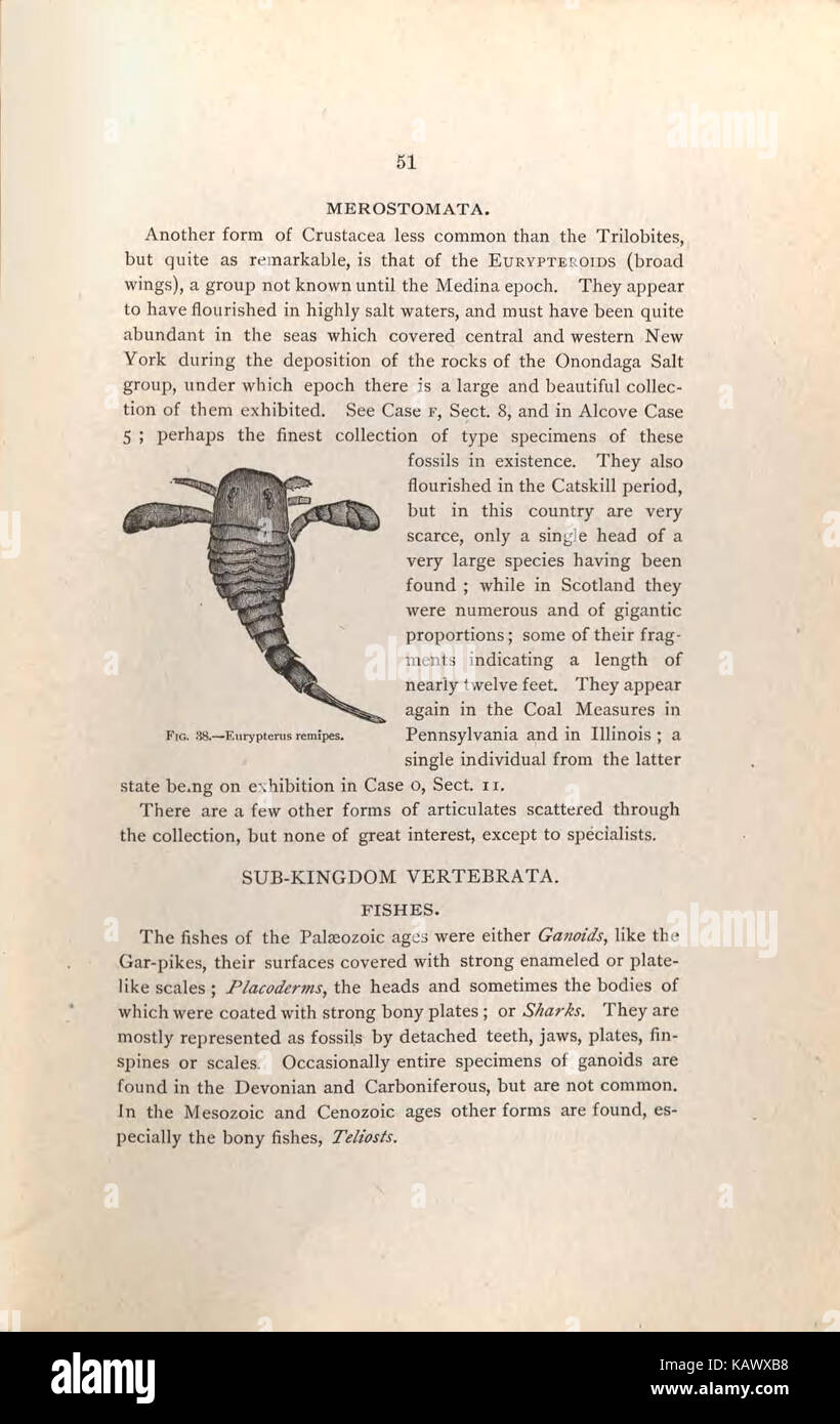 Besucher "Leitfaden zu den geologischen und paläontologischen Sammlungen in das Amerikanische Museum der Naturgeschichte, 70 Seventh Street und 8. Avenue, New York City (Seite 51) BHL 47135408 Stockfoto