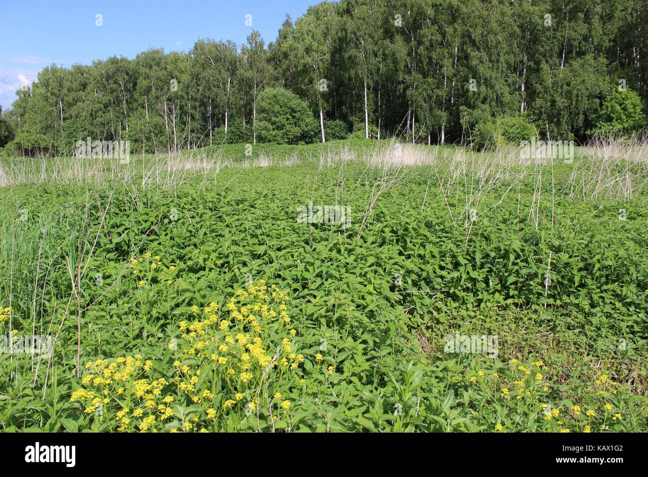 Typisch für die zentralen russischen Hochland Landschaften - Meer der Brennnessel und ein Wald im Hintergrund. Stockfoto