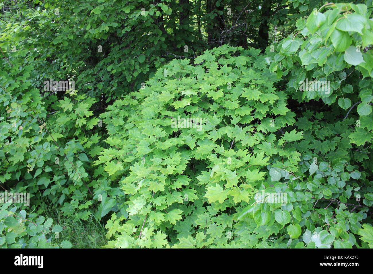 Mehrere Filialen der jungen Ahorn mit grünen Blättern im Juni. Stockfoto