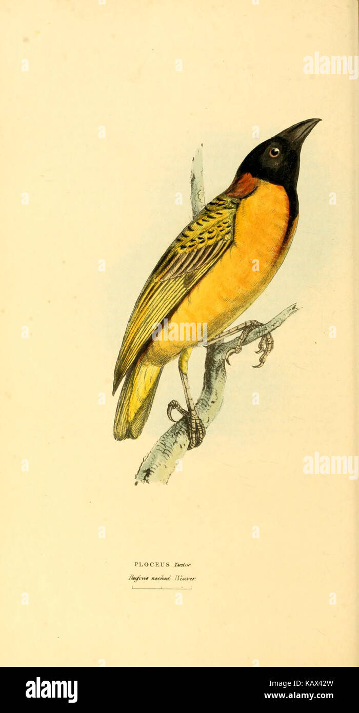 Diese zoologische Illustration zeigt neue und seltene Tiere aus der Ornithologie, Entomologie und Conchologie. Die Platte bietet wissenschaftliche Darstellungen und Beschreibungen dieser Arten. Stockfoto