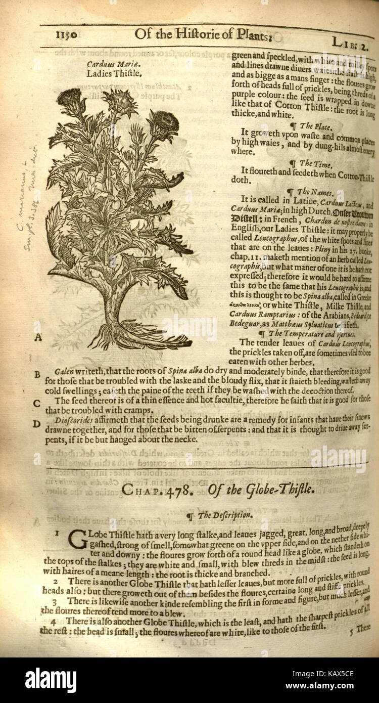 Dies ist eine Seite aus „The Herball, or General Historie of Plantes“, einer berühmten Kräuterenzyklopädie von John Gerard. Diese Arbeit dokumentiert verschiedene Pflanzen und ihre Verwendung und bildet einen zentralen Bezugspunkt in der botanischen Geschichte. Stockfoto