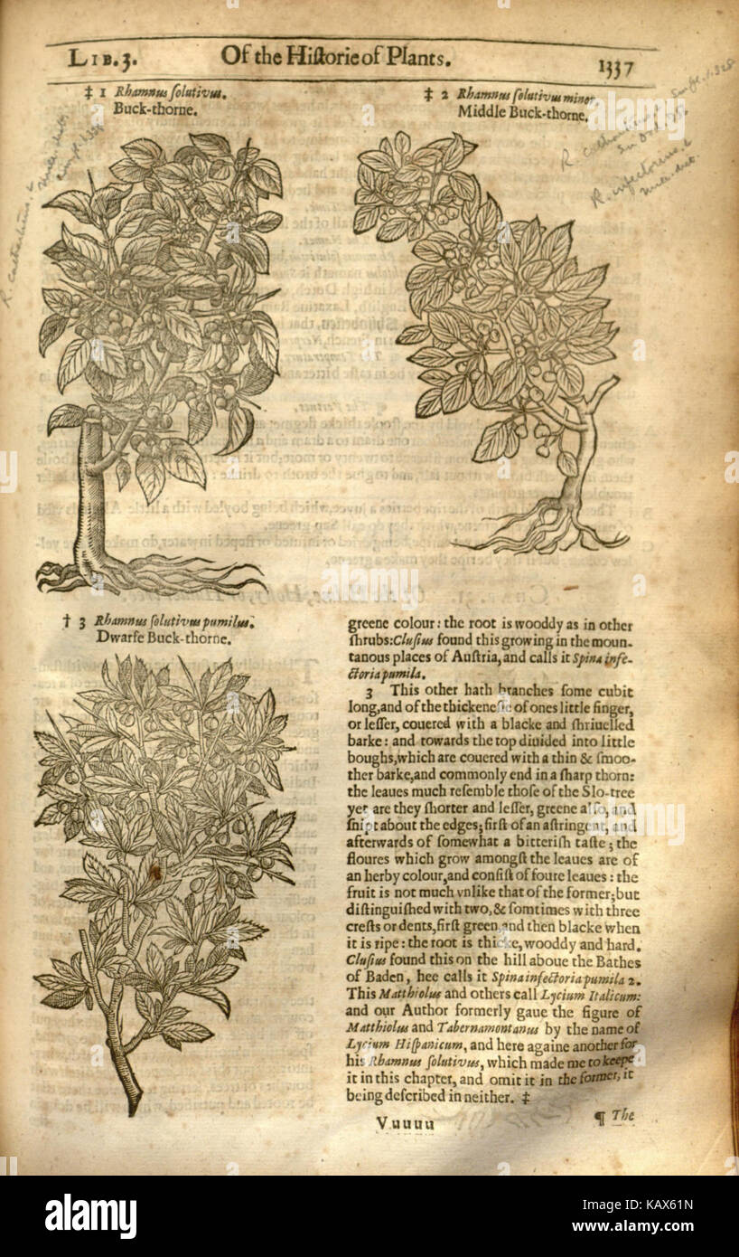 Diese Seite aus „The Herball, Or, Generall Historie of Plantes“ enthält eine frühe botanische Darstellung von Pflanzen, geschrieben von John Gerard. Es ist ein Schlüsseltext in der frühen englischen Botanik, der detaillierte Beschreibungen und Abbildungen verschiedener Pflanzenarten bietet. Stockfoto