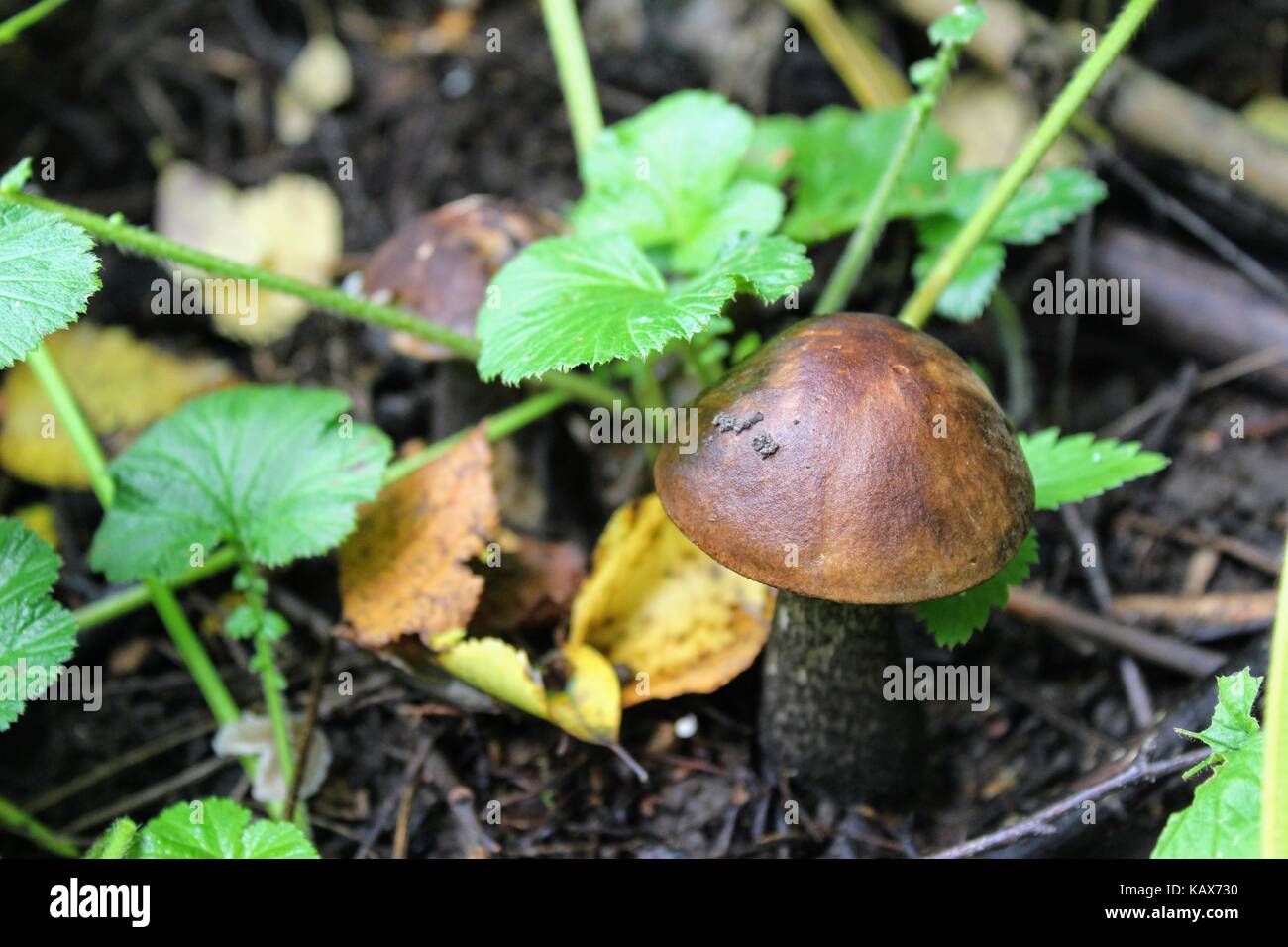 Pilz (Birke bolete) wächst auf dem Boden unter dem niedrigen Gras. Stockfoto