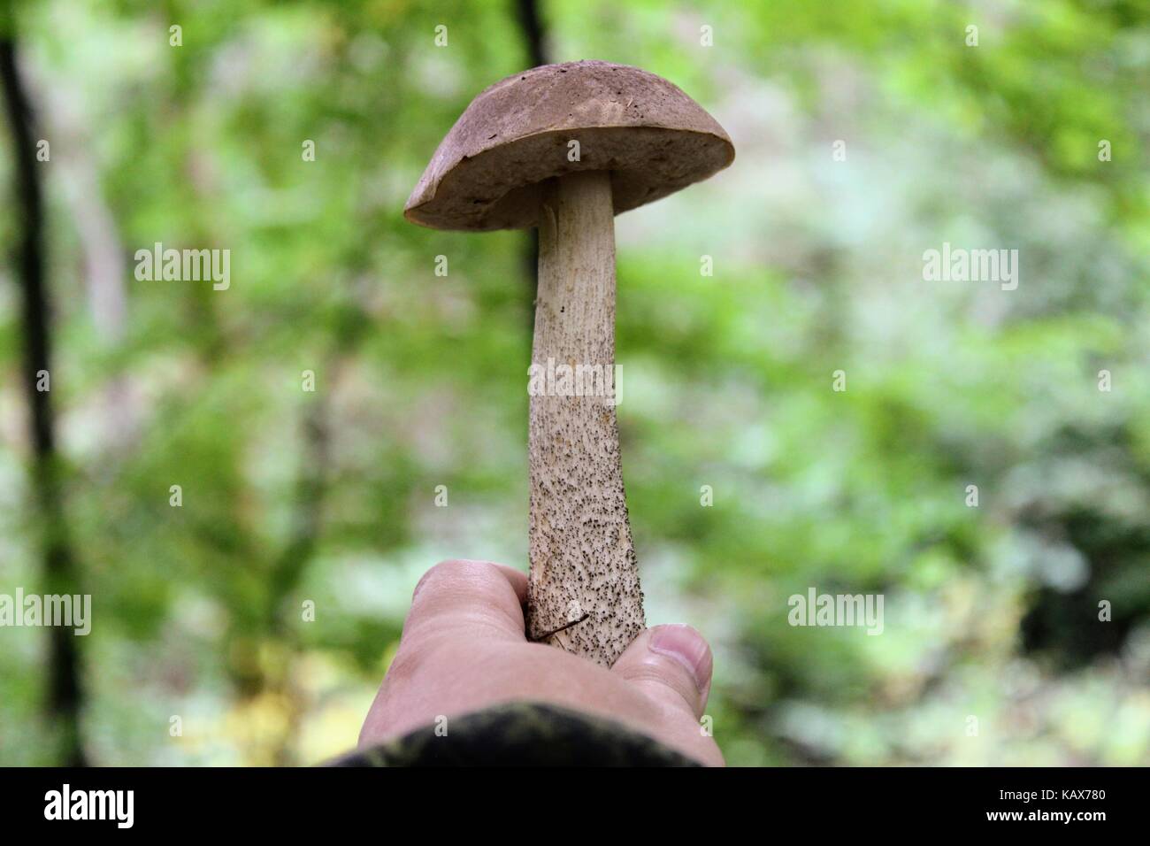 Essbare Pilze (Birke bolete) in der menschlichen Hand auf dem Hintergrund des grünen Sträuchern. Stockfoto