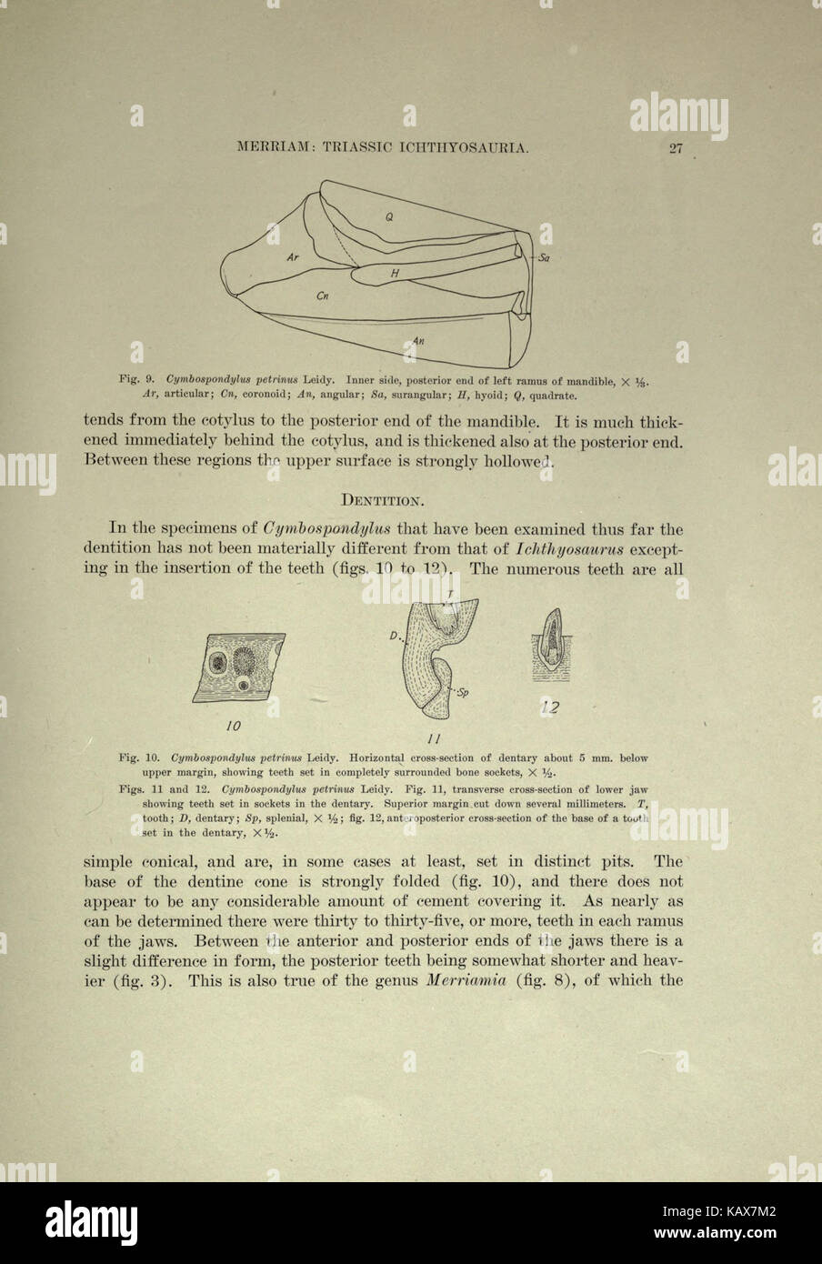 Trias Ichthyosauria (Seite 27) BHL 18292928 Stockfoto