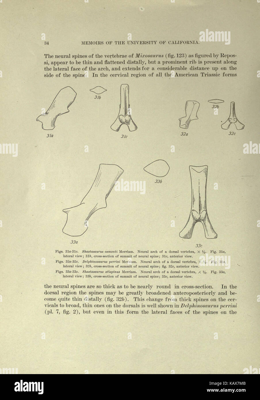 Trias Ichthyosauria (Seite 34) BHL 18292935 Stockfoto