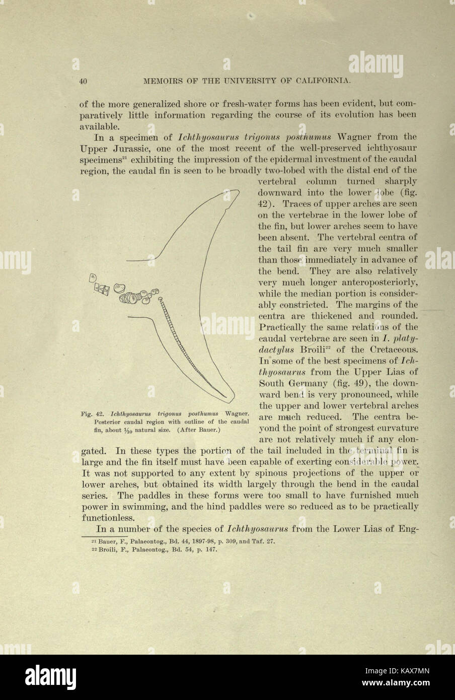 Trias Ichthyosauria (Seite 40) BHL 18292941 Stockfoto