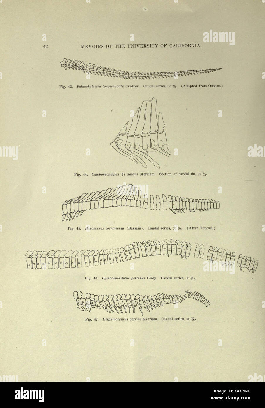 Trias Ichthyosauria (Seite 42) BHL 18292943 Stockfoto